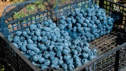 Ставропольская семья собирает урожай с 3,2 тысячи кустов голубики благодаря господдержке