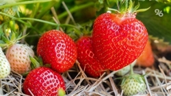 За два дня на Ставрополье собрали 20 тонн садовой земляники