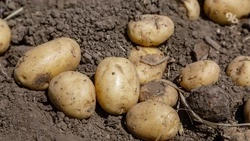 На 20% увеличили площади полей под картофель в Предгорном округе