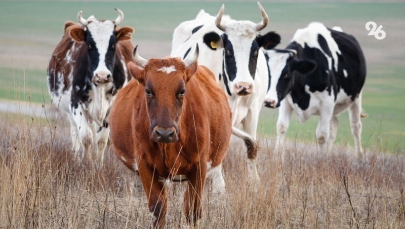 Усилить ответственность за незаконный выпас скота на улицах предложили в Кисловодске