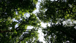 Аграрии Ставрополья могут получить компенсацию затрат на создание лесополос