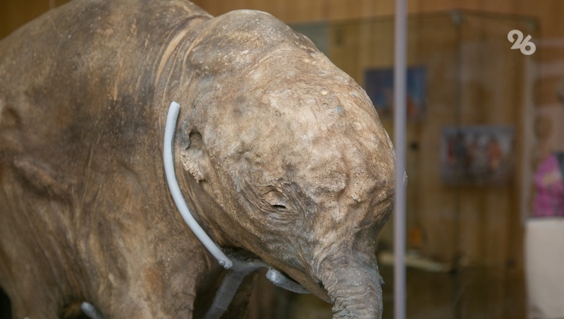 Музейщики Ставрополя рассказали об отличиях мамонтов от южных слонов