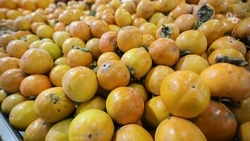 Ставропольский эксперт рассказал, что такое карантин растений