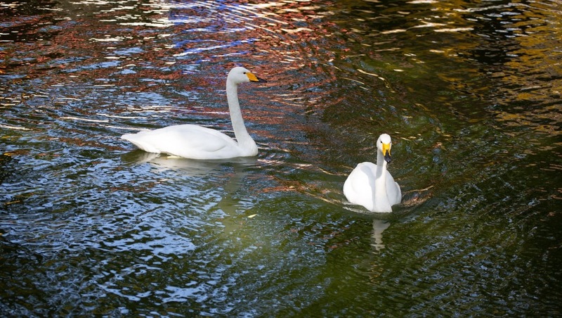 Лебеди из Центрального парка в Ставрополе до весны переехали в зоопарк