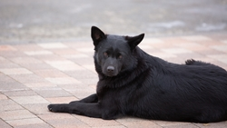 Покусанных бездомными собаками на Ставрополье стало меньше на 15%