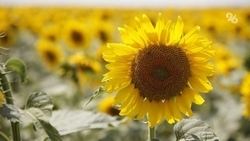 Новая форма поддержки для ветеранов и участников СВО появилась на Ставрополье 