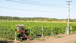 Около 4 тонн винограда с 1 га ежегодно получают в хуторе Широбокове