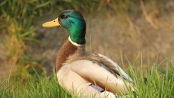 Массовая гибель водоплавающей птицы произошла в Туркменском округе