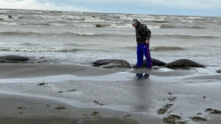 Специалисты не обнаружили инфекций в тушах нерп, погибших в Каспийском море 