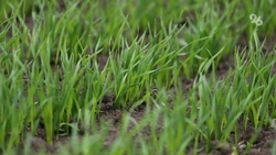 Озимые взошли на 78% полей на Ставрополье