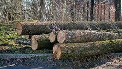 Прокуратура проверит законность вырубки деревьев в «Дубовой роще» в Ставрополе