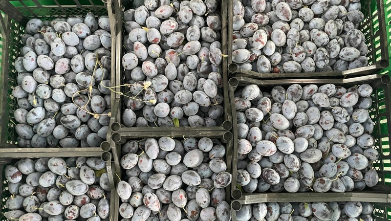 Первый урожай сливы собрали на Ставрополье