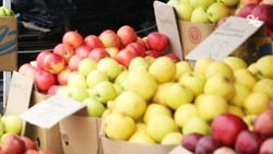Яблочные ярмарки будут регулярно проводить в Ставрополе 