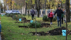 Более 700 деревьев разных пород высадили в Ставрополе 