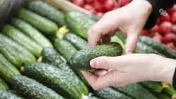 Ставропольский врач-терапевт рассказал об отличии авитаминоза от гиповитаминоза