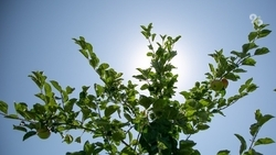 До +40 градусов жары ожидают в восточной части Ставрополья