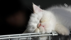 О причинах сонливости и качественном сне рассказал российский сомнолог