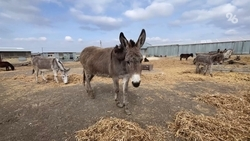 Зоопарк с павлинами и фазанами откроют на изобильненской ослиной ферме