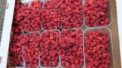 Аграрии на Ставрополье собрали 27 тонн малины комбайном