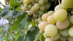 Площади ставропольских виноградников приросли на 550 гектаров благодаря господдержке
