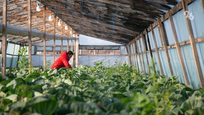 Производство овощей защищённого грунта на Ставрополье выросло на 15%