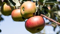 Предприниматель Ставрополья успешно развивает производство яблок благодаря гранту
