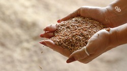 Ставрополье посеет на полях Антрацита около 40 тонн семян высшего качества