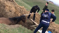 Спасатели в Ингушетии вытащили из траншеи лошадь