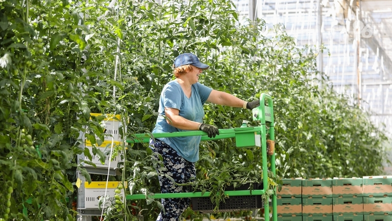 Более 265 тонн зелени собрали в тепличном хозяйстве Предгорья в 2025 году