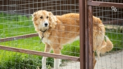 Нападений бездомных собак на жителей Ставрополья стало меньше на 15-20%