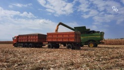 «За пару месяцев управимся»: на полях Ставрополья начали уборку кукурузы