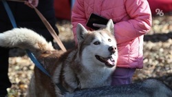 Бесплатно стерилизовать домашних беспородных собак могут жители Кисловодска 