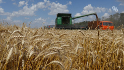 Аграрии Ставрополья убрали 250 тысяч гектаров зерновых культур