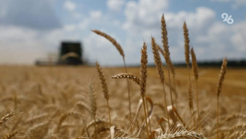 Почти 140 тыс. тонн минеральных удобрений накопили аграрии Ставрополья 