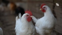 Очаг высокопатогенного гриппа птиц ликвидировали в Ставрополе