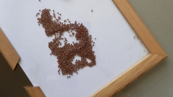 Единственный в мире зимующий сорт льна посеют на Ставрополье