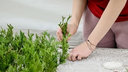 На Ставрополье вырастят 20 тыс. саженцев редкой туи