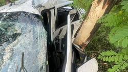 Неопытный водитель на Ставрополье попал в реанимацию после столкновения с деревом