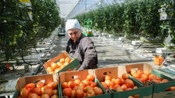 Площадь интенсивных садов на Ставрополье выросла почти в 200 раз