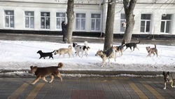 Кинолог Уражевский назвал правила поведения при встрече со стаей бродячих собак