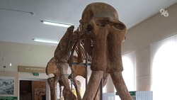 Второго Южного слона назвали в честь ставропольского палеонтолога Анны Швырёвой