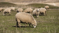 Замглавы минсельхоза Ставрополья рассказал о причинах снижения поголовья животных в личных подворьях