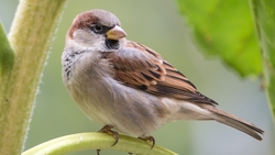 Ставрополье приняло участие в зимней переписи воробьёв