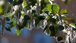 Великовозрастные тополя на улице Морозова в Ставрополе стали памятником природы