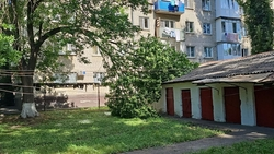 Упавшую на гаражи ветку уберут в Минводах