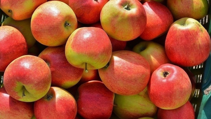 Яблоки Сорт Женева Фото