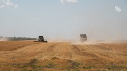 «Жара совсем не мешает»: в Петровском округе завершают уборку гороха