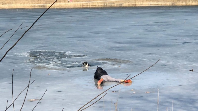 Мужчина спас собаку. Собака провалилась под лед. Собака на озере.