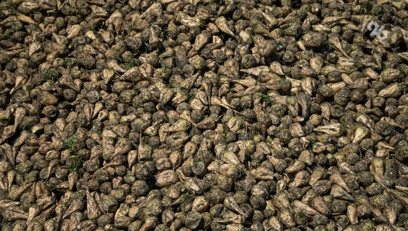 Более 900 тыс. тонн сахарной свёклы убрали на Ставрополье — губернатор