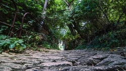 Минерализованные полосы создают для спасения флоры Стрижамента от пожаров